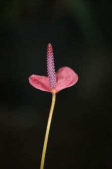 Indah