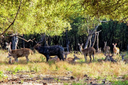 RUSA BALURAN