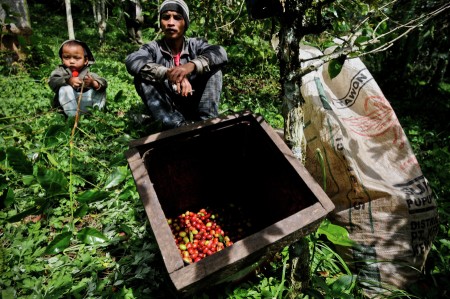 Petani kopi