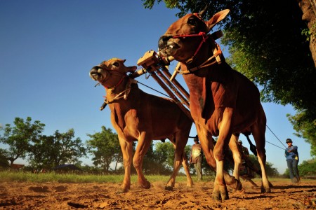 Cowboys