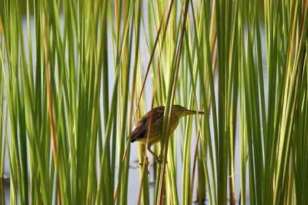The Pond Hunter