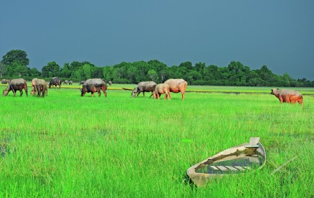 padang savana