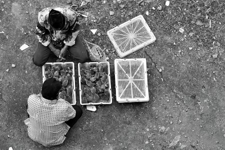 animal market