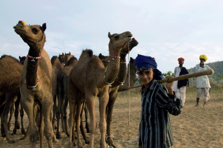 THE BOY WITH CAMELS