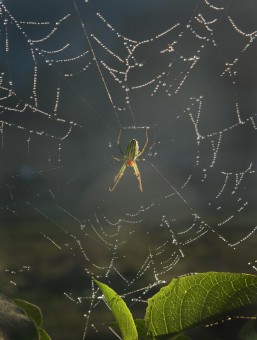 Morning Dew
