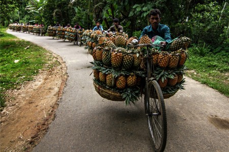 pineapple Trail