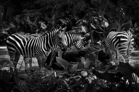 Monochrome
