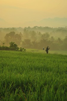 Pagi di Loji