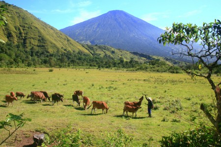 Sang Pengembala
