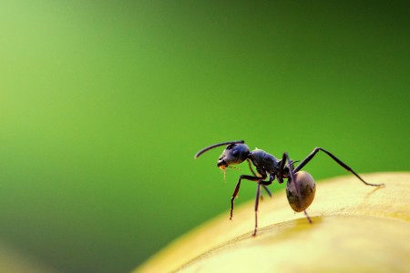 The Ant Petunia