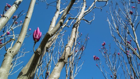Blossom