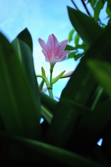 The Peek of Lily Flower