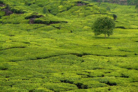 kebun teh