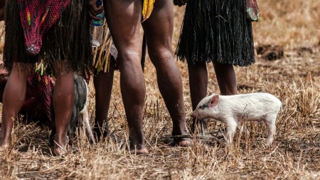 White Pig