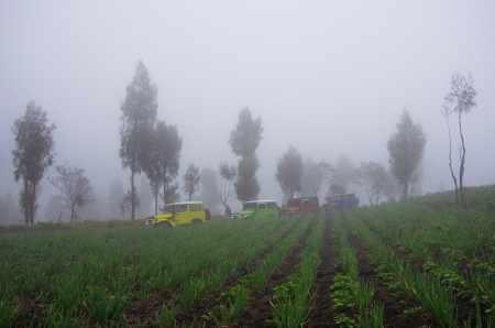 Misty afternoon at a vegetable farm at Cemoro Lawang
