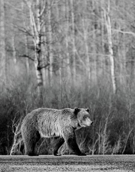 Wild Grizzly