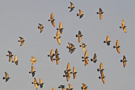 Flying birds