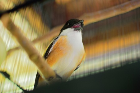 Kutilang Birds