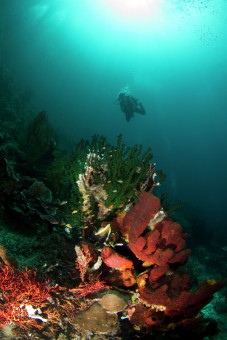 colors of raja ampat