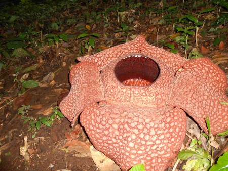 Rafflesia Arnoldii flower