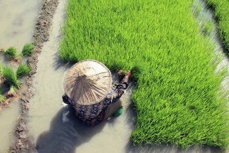 Bibit padi untuk masa depan