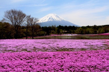 Shibazakura and Fuji san