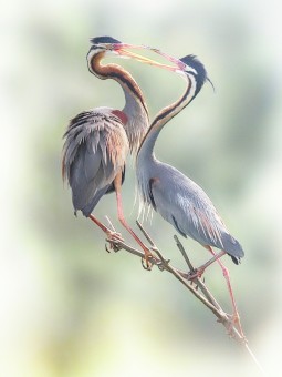 Purple Herons