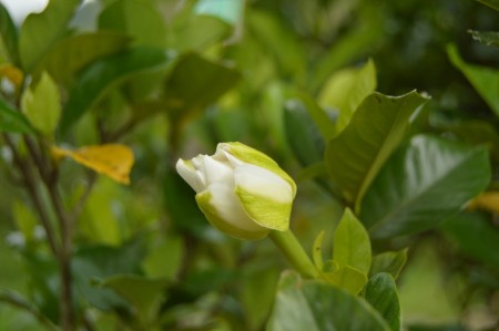 Guava Flower Bud