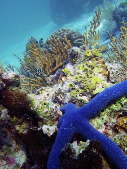 Blue Star