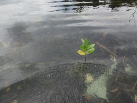 Anakan Pohon Mangrove