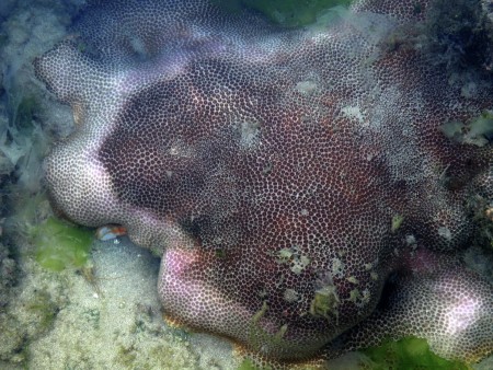 MOON CORAL