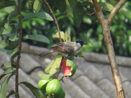 Si Pemakan Buah