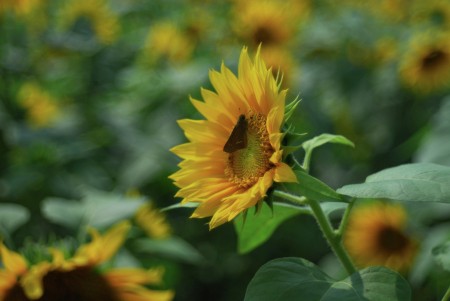 Sunflower
