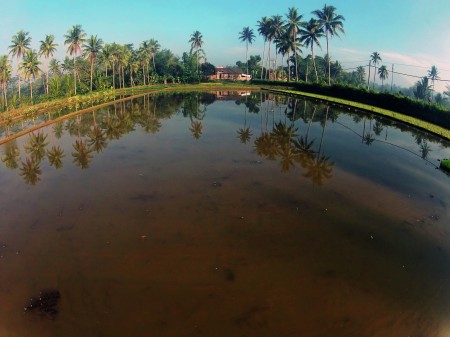 Rumah Di Ujung Pematang