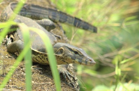 lizard