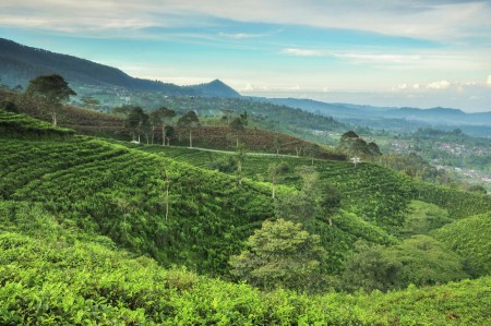 Morning in Kemuning