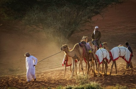 CAMEL SHEPHERDS