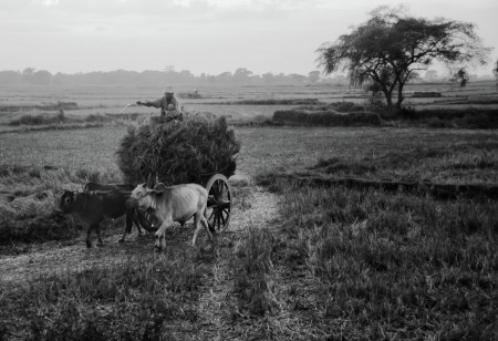 Farmer