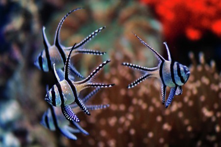 Cardinal Fish