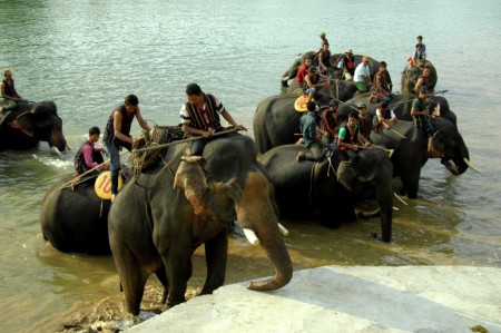 Báº¿n Táº¯m cho voi