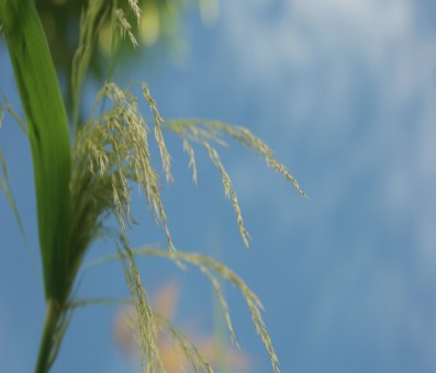 Melambai