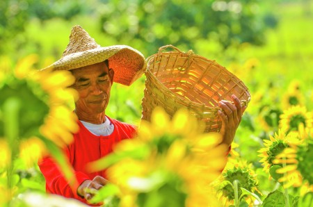 SUNFLOWER FARMER