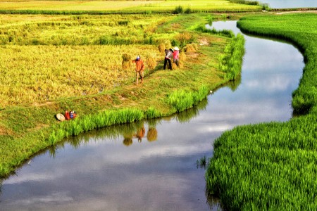 rice fields