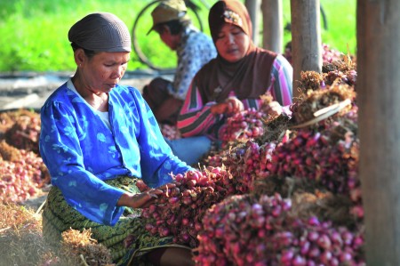 pemilah bawang