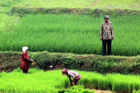 Sawah