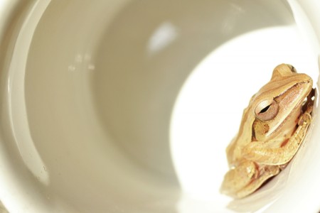 Katak di dalam cangkir kopi