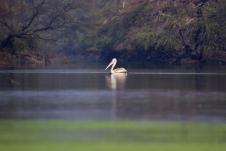 Pelican Scape