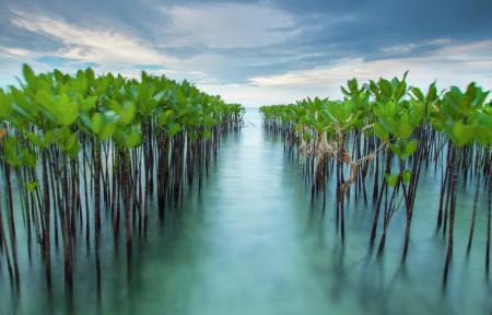 mangrove