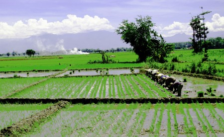 Musim Tanam Padi