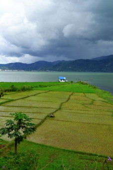 Sawah di Laut Tawar